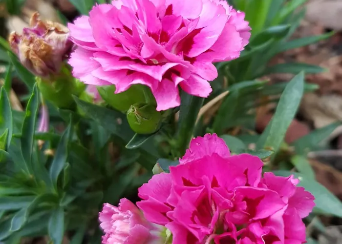 Nel giardino di Dafne